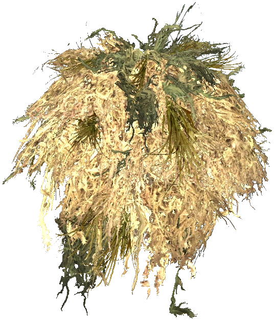 Ghillie Bushrag